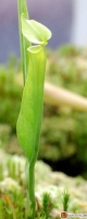 Sarracenia flava var rugelli -- Schlauchpflanze 